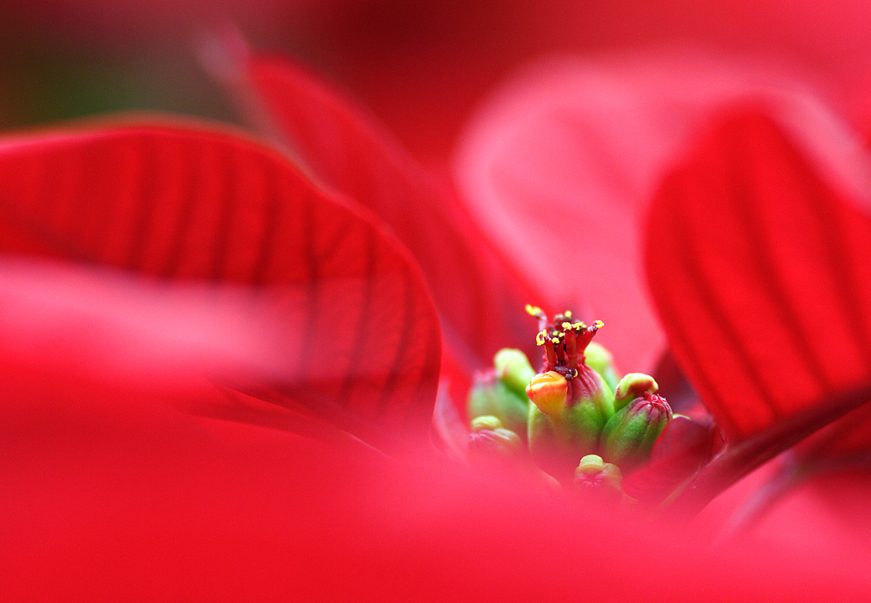 真紅の中に花咲くポインセチア